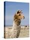 Llama Posing near Puno, Peru-Diane Johnson-Premier Image Canvas