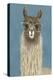 Llama Specs IV-Victoria Borges-Stretched Canvas