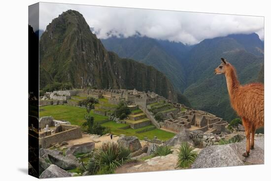 Llama standing at Machu Picchu viewpoint, UNESCO World Heritage Site, Peru, South America-Don Mammoser-Premier Image Canvas