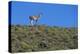 Llama Standing on Hillside-Nosnibor137-Premier Image Canvas