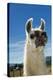 Llama-Tony Camacho-Premier Image Canvas