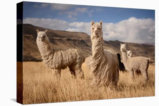 Llamas (Alpaca) in Andes Mountains, Peru, South America-Pavel Svoboda Photography-Premier Image Canvas