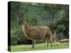 Llamas Amid the Inca Ruins at Ingapirca in the Andes Mountains, Ecuador-null-Premier Image Canvas