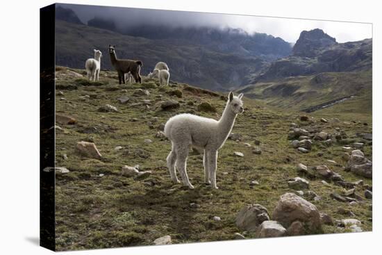Llamas and Alpacas, Andes, Peru, South America-Peter Groenendijk-Premier Image Canvas