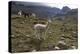 Llamas and Alpacas, Andes, Peru, South America-Peter Groenendijk-Premier Image Canvas