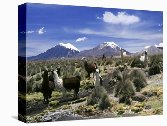 Llamas Grazing in Sajama National Park with the Twins, the Volcanoes of Parinacota and Pomerata in-Mark Chivers-Premier Image Canvas