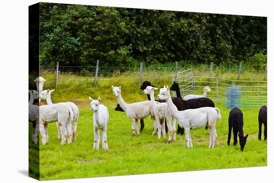 Llamas on Farm in Norway - Animal Nature Background-Nik_Sorokin-Premier Image Canvas