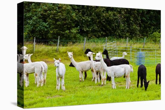 Llamas on Farm in Norway-Nik_Sorokin-Premier Image Canvas