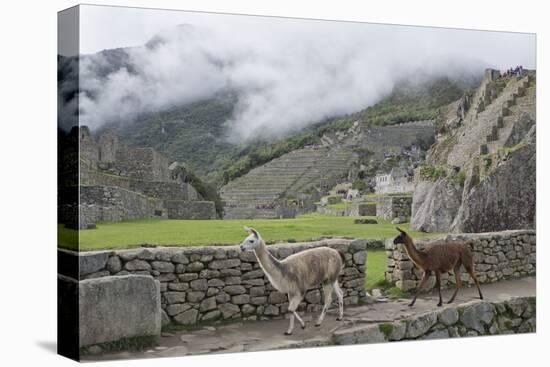 Llamas roaming in the Inca ruins of Machu Picchu, UNESCO World Heritage Site, Peru, South America-Julio Etchart-Premier Image Canvas