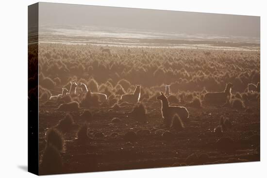 Llamas Settle Down at Sunset in Sajama National Park-Alex Saberi-Premier Image Canvas