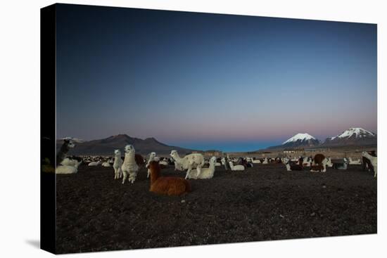 Llamas Settle Own to Sleep Near Volcano Nevado Parinacota in Sajama National Park at Dusk-Alex Saberi-Premier Image Canvas