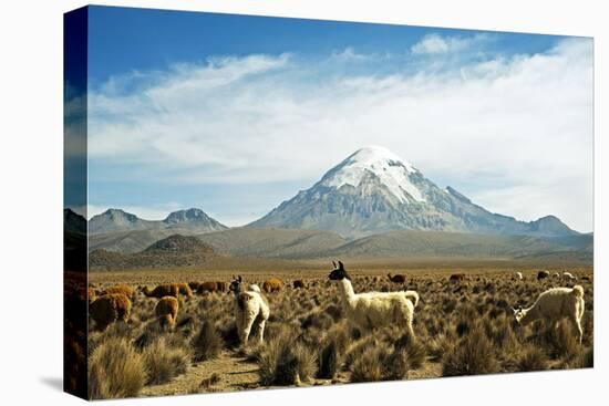 Llamas with snowcapped volcano Sajama, Sajama National Park, Bolivia-Anthony Asael-Premier Image Canvas