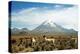 Llamas with snowcapped volcano Sajama, Sajama National Park, Bolivia-Anthony Asael-Premier Image Canvas