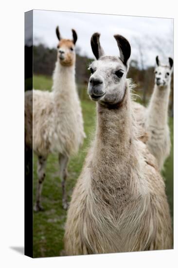 Llamas-Lantern Press-Stretched Canvas