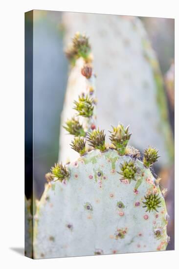 Llano, Texas, USA. Prickly pear cactus in the Texas Hill Country.-Emily Wilson-Premier Image Canvas