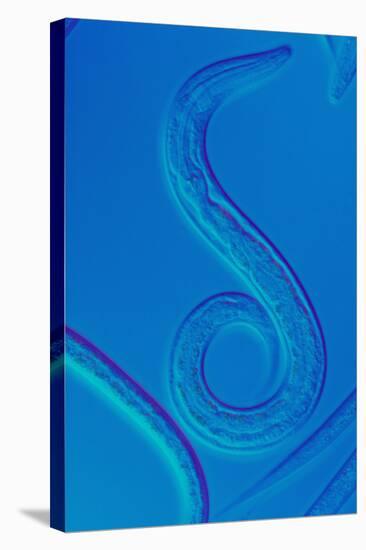 LM of the Nematode Worm, Caenorhabditis Elegans-Sinclair Stammers-Premier Image Canvas