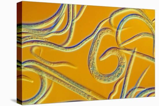 LM of the Nematode Worm, Caenorhabditis Elegans-Sinclair Stammers-Premier Image Canvas