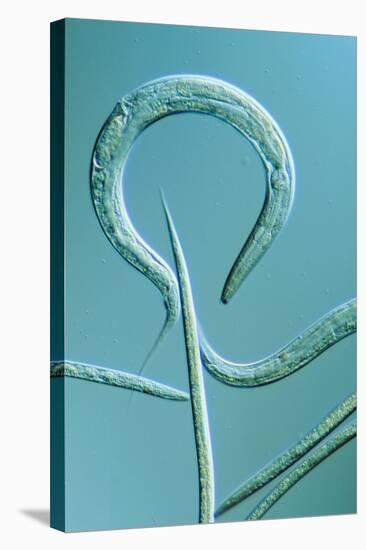 LM of the Nematode Worm, Caenorhabditis Elegans-Sinclair Stammers-Premier Image Canvas