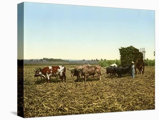 Load of Sugar Cane on a Cuban Plantation, 1904-null-Premier Image Canvas