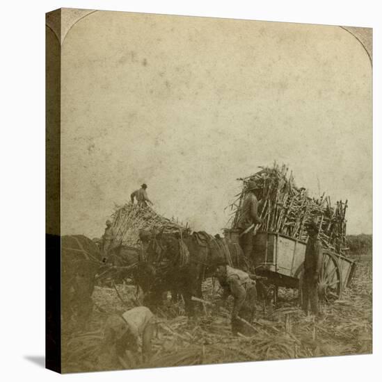 Loading Cane, Sugar Plantation, Louisiana, Usa-Underwood & Underwood-Premier Image Canvas