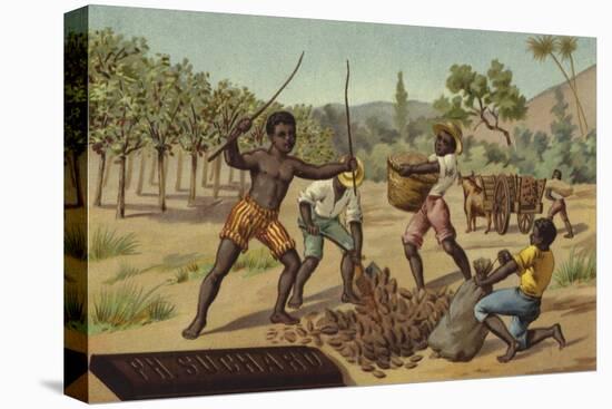 Loading Cocoa Pods into Sacks, Africa-null-Premier Image Canvas