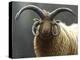 Loaghtan Ram-Jeremy Paul-Premier Image Canvas