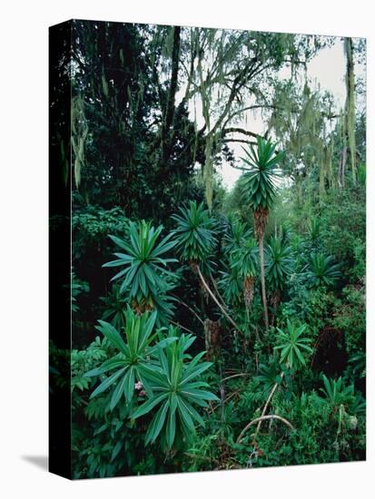 Lobelia plants in rainforest, Kenya, Northern Africa, Africa-Winfried Wisniewski-Premier Image Canvas