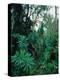 Lobelia plants in rainforest, Kenya, Northern Africa, Africa-Winfried Wisniewski-Premier Image Canvas