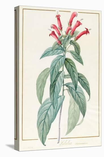 Lobelia Surinamensis-Pierre Joseph Redoute-Premier Image Canvas