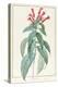 Lobelia Surinamensis-Pierre Joseph Redoute-Premier Image Canvas