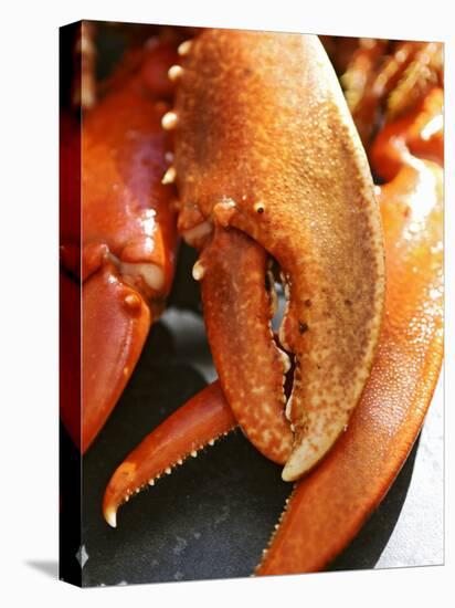 Lobster Claws-Winfried Heinze-Premier Image Canvas