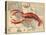 Lobster print on Nautical Map-Fab Funky-Stretched Canvas