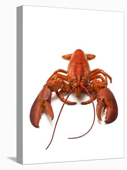 Lobster-David Nunuk-Premier Image Canvas