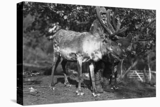 Local Man with a Reindeer, Lyngen, Northern Norway, C1920S-C1930S-null-Premier Image Canvas