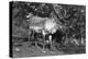 Local Man with a Reindeer, Lyngen, Northern Norway, C1920S-C1930S-null-Premier Image Canvas