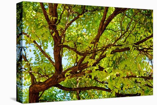 Locust Tree Close-Up Background.-adistock-Premier Image Canvas