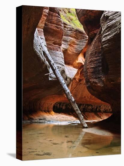 Lodged Tree Above The Subway In Zion National Park, Utah-Austin Cronnelly-Premier Image Canvas
