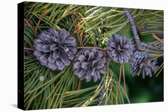 Lodgepole pine cones and needles, Lakeshore Trail, Colter Bay, Grand Tetons National Park, Wyoming-Roddy Scheer-Premier Image Canvas