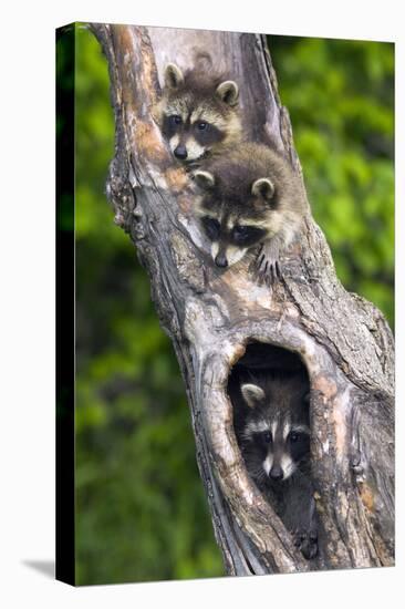 Log, Raccoons, Procyon Lotor, Portrait, Animal-Portrait-Ronald Wittek-Premier Image Canvas