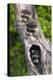 Log, Raccoons, Procyon Lotor, Portrait, Animal-Portrait-Ronald Wittek-Premier Image Canvas