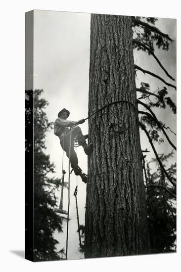 Logger Climbing Tree, ca. 1947-K.S. Brown-Premier Image Canvas