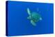 Loggerhead sea turtle accompanied by Imperial blackfish-Franco Banfi-Premier Image Canvas