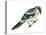 Loggerhead Shrike (Lanius Ludovicianus), Birds-Encyclopaedia Britannica-Stretched Canvas