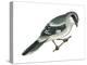 Loggerhead Shrike (Lanius Ludovicianus), Birds-Encyclopaedia Britannica-Stretched Canvas