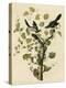 Loggerhead Shrike-null-Premier Image Canvas