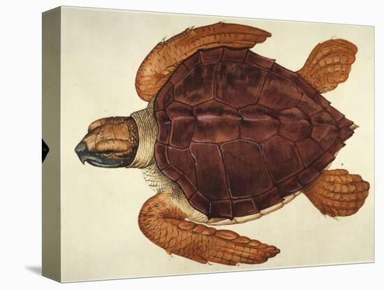 Loggerhead Turtle, 1585-John White-Premier Image Canvas