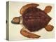 Loggerhead Turtle, 1585-John White-Premier Image Canvas