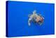 Loggerhead turtle accompanied by pilotfish, Azores, Portugal-Franco Banfi-Premier Image Canvas