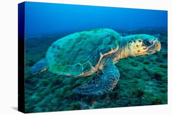 Loggerhead Turtle, (Caretta Caretta), Indian Ocean-Peter Pinnock-Premier Image Canvas