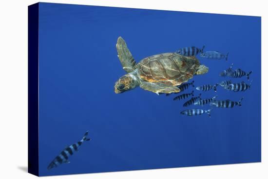 Loggerhead Turtle (Caretta Caretta) with a Shoal of Pilot Fish, Pico, Azores, Portugal, June-Lundgren-Premier Image Canvas
